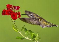 Koliber przy kwiatach