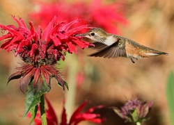 Koliber spija nektar z czerwonego kwiatka