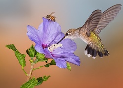 Koliber z pszczołą przy kwiatku