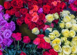 Kwiaty, Różnokolorowe, Róże, Bukiety