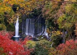 Kolorowe drzewa przy wodospadzie Shiraito Falls w Japonii