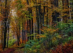 Kolorowe drzewa w lesie jesienią