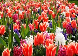 Kolorowe, Kwiaty, Czerwone, Tulipany, Hiacynty