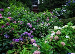 Kolorowe hortensje w ogrodzie japońskim