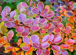 Kolorowe liście berberysu