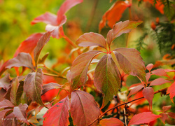 Kolorowe liście dzikiego wina