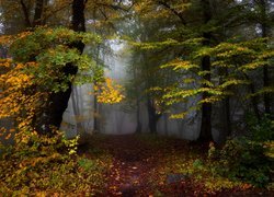 Jesień, Las, Mgła, Drzewa, Pożółkłe, Liście