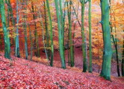 Kolorowe liście w lesie