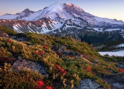 Stany Zjednoczone, Stan Waszyngton, Park Narodowy Mount Rainier, Stratowulkan Mount Rainier, Łąka, Kwiaty, Wschód słońca, Drzewa, Góry, Śnieg