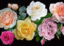 Różnokolorowe, Kwiaty, Róże, 2D