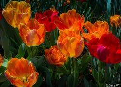 Kolorowe tulipany na łodyżkach z liśćmi