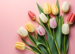 Kolorowe tulipany na różowym tle