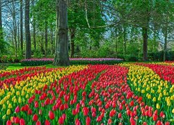 Kolorowe tulipany w parku