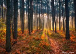 Las, Drzewa, Roślinność, Jesień, Przebijające światło
