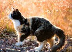 Kolorowy kotek spaceruje po kamieniach wśród trawy