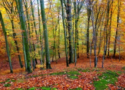 Kolorowy las i dywan z jesiennych liści
