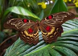 Kolorowy motyl na liściu w grafice