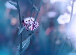 Kolorowy motyl na łodydze rośliny
