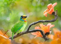 Kolorowy, Zielony, Ptak, Pstrogłów tajwański, Pomarańczowe, Kwiaty, Gałązki