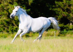 Koń maści białej na łące