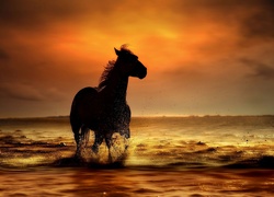 Koń, Zachód, Słońca, Morze, Brzeg