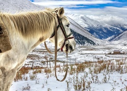 Koń, Góry, Zima