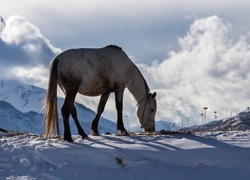 Zima, Koń, Góry