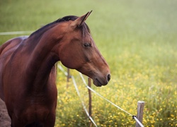 Koń za ogrodzeniem na kwitnącej łące