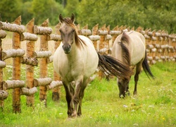 Konie na łące przy ogrodzeniu