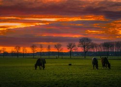 Konie na pastwisku pod kolorowym niebem zachodzącego słońca
