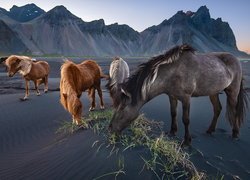 Konie, Góra Vestrahorn, Góry, Plaża Stokksnes, Islandia, Ciemny, Piasek