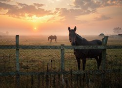 Konie, Łąka, Pastwisko, Ogrodzenie, Zachód słońca