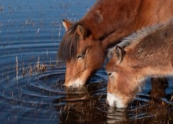 Konie pijące wodę