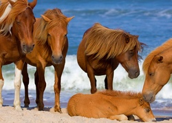 Konie pochylają się nad leżącym na plaży źrebakiem