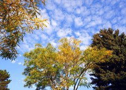 Korony jesiennych drzew na tle błękitnego nieba