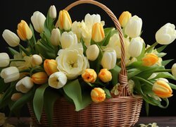 Kosz pełen żółtych i białych tulipanów