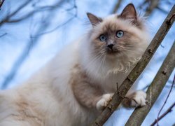 Kot birmański, Niebieskie, Oczy, Gałązki