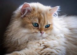 Kot brytyjski długowłosy z zielonymi oczami