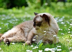 Kot brytyjski krótkowłosy, Kwiatki, Stokrotki