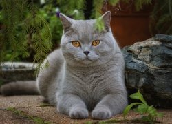 Kot brytyjski krótkowłosy, Kamień