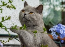 Kot brytyjski krótkowłosy, Gałązki, Kwiaty