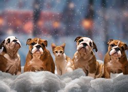 Cztery, Psy, Buldogi angielskie, Kot, Zima, Śnieg