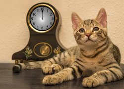 Kot leżący obok zegara