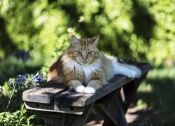 Kot na drewnianej ławce