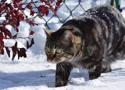 Kot na zimowym spacerze