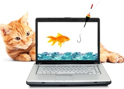 Kot obserwujący złotą rybkę na ekranie laptopa