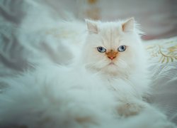 Biały, Puszysty, Kot perski, Niebieskie, Oczy