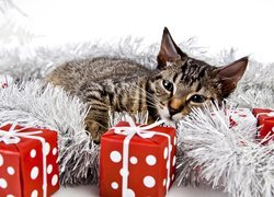 Kot pośród świątecznych dekoracji