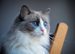Kot rasy ragdoll o niebieskich oczach