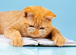 Kot w okularach leży na otwartej książce